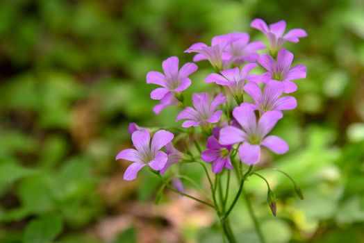 Close-up of vibrant purple flowers blooming outdoors in a lush green setting.