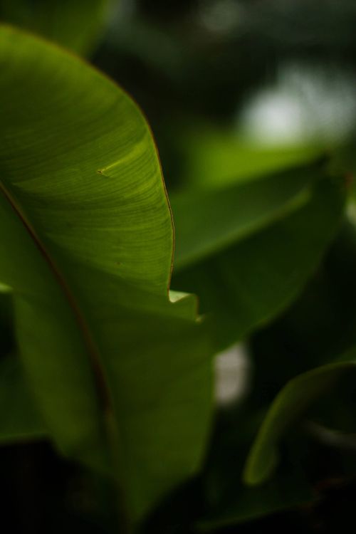 Free Detailed view of a green leaf with soft light and rich textures, perfect for nature-themed projects. Stock Photo