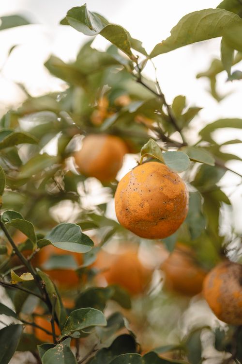 Free Vibrant orange among green foliage during summer, perfect for nature and fruit themes. Stock Photo