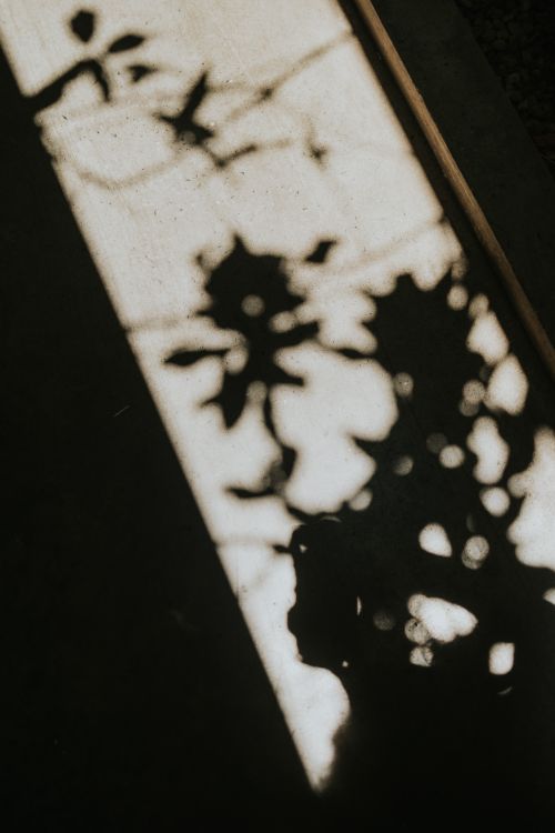 Free Artistic shadow of leaves on a sunlit wall, creating a dramatic and moody abstract effect. Stock Photo