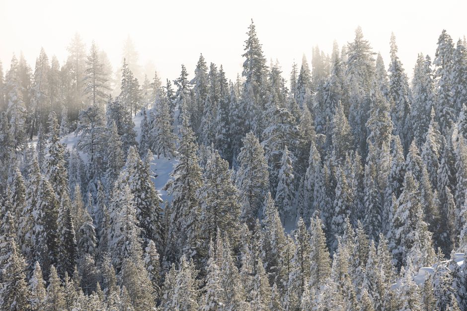 how to make evergreen content