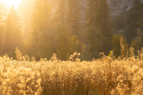 Free Peaceful golden field with trees under warm sunset light, evokes tranquility. Stock Photo