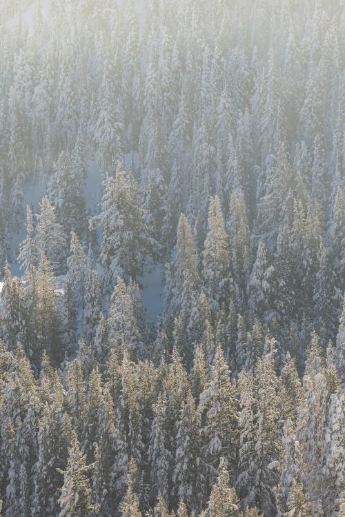 Free A serene view of a snowy forest, capturing the essence of winter serenity. Stock Photo