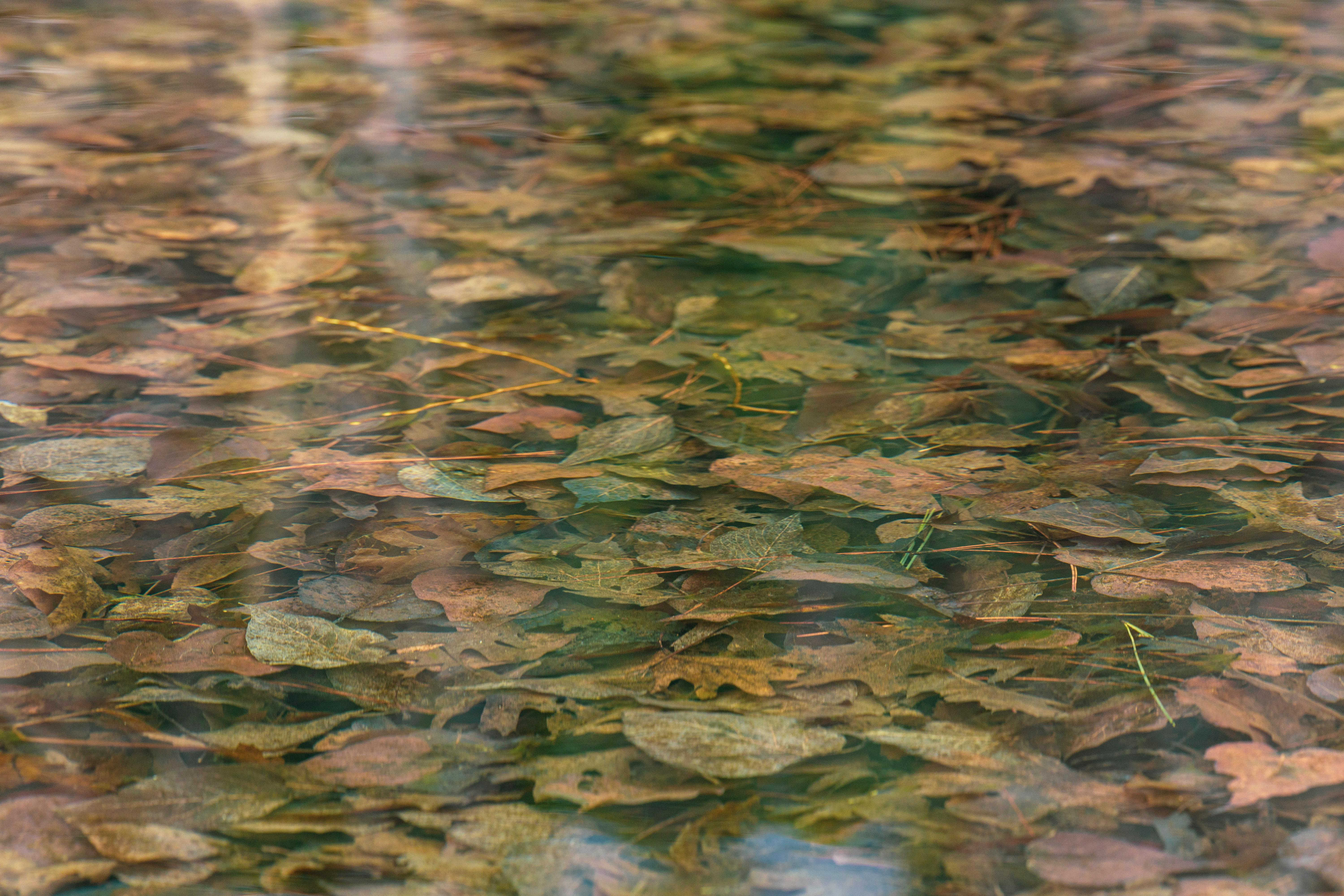 Gratis Tranquillo scenario autunnale di foglie cadute colorate immerse nell'acqua limpida, che catturano la bellezza della natura. Foto a disposizione