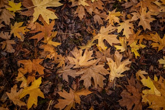 Vibrant autumn leaves scattered on the forest floor showcasing the beauty of fall.