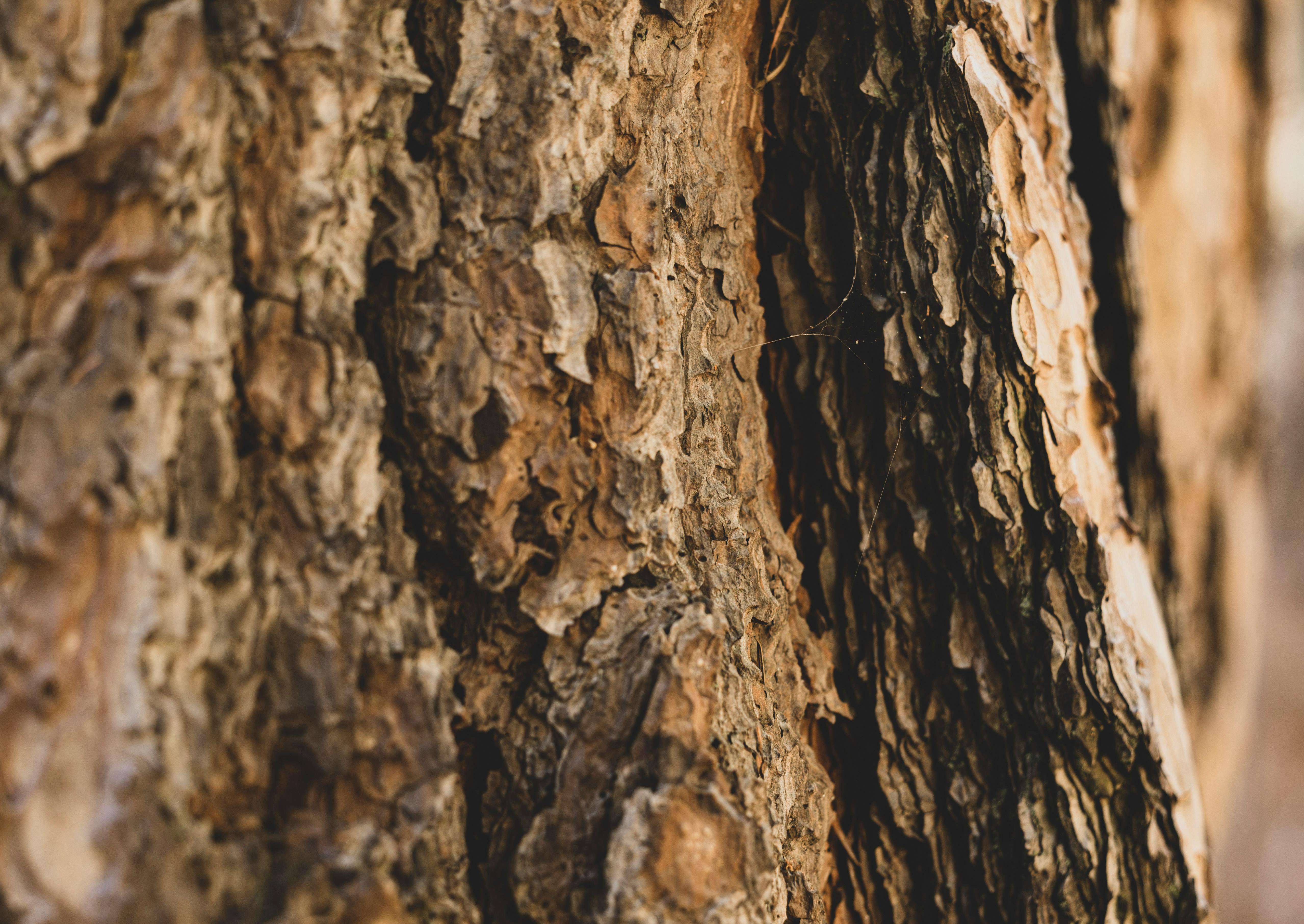 Δωρεάν Λεπτομερής φωτογραφία από κοντά που αποτυπώνει την τραχιά υφή του φλοιού δέντρου. Φωτογραφία από στοκ φωτογραφιών
