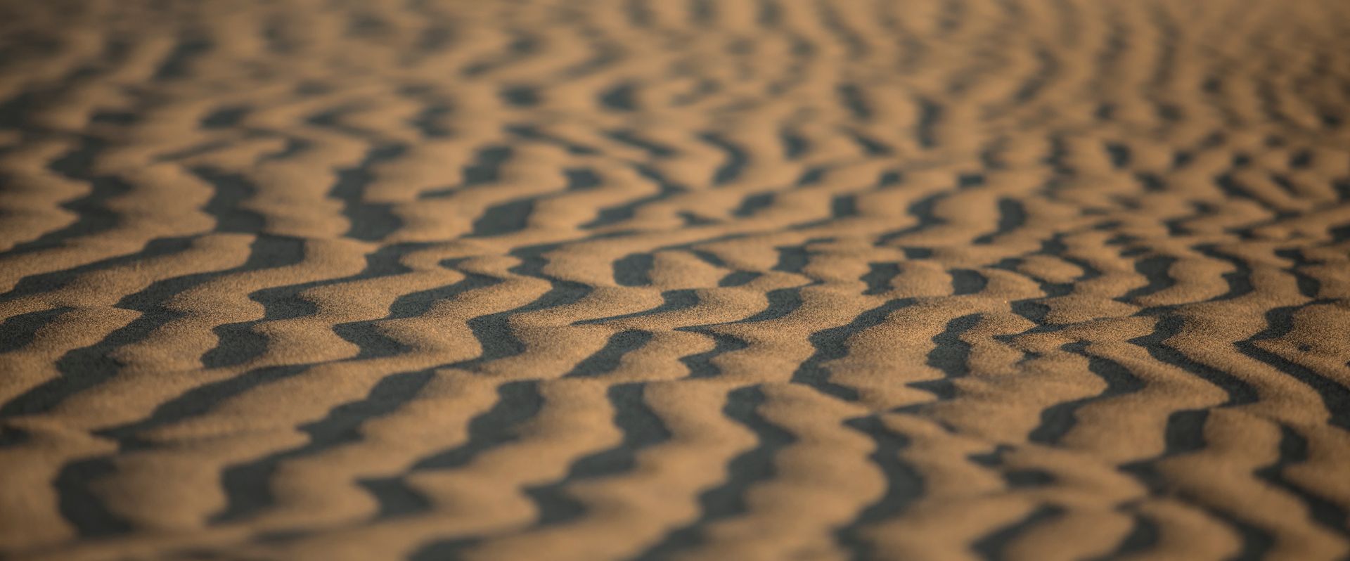 Golden sand dunes of the Thar Desert
