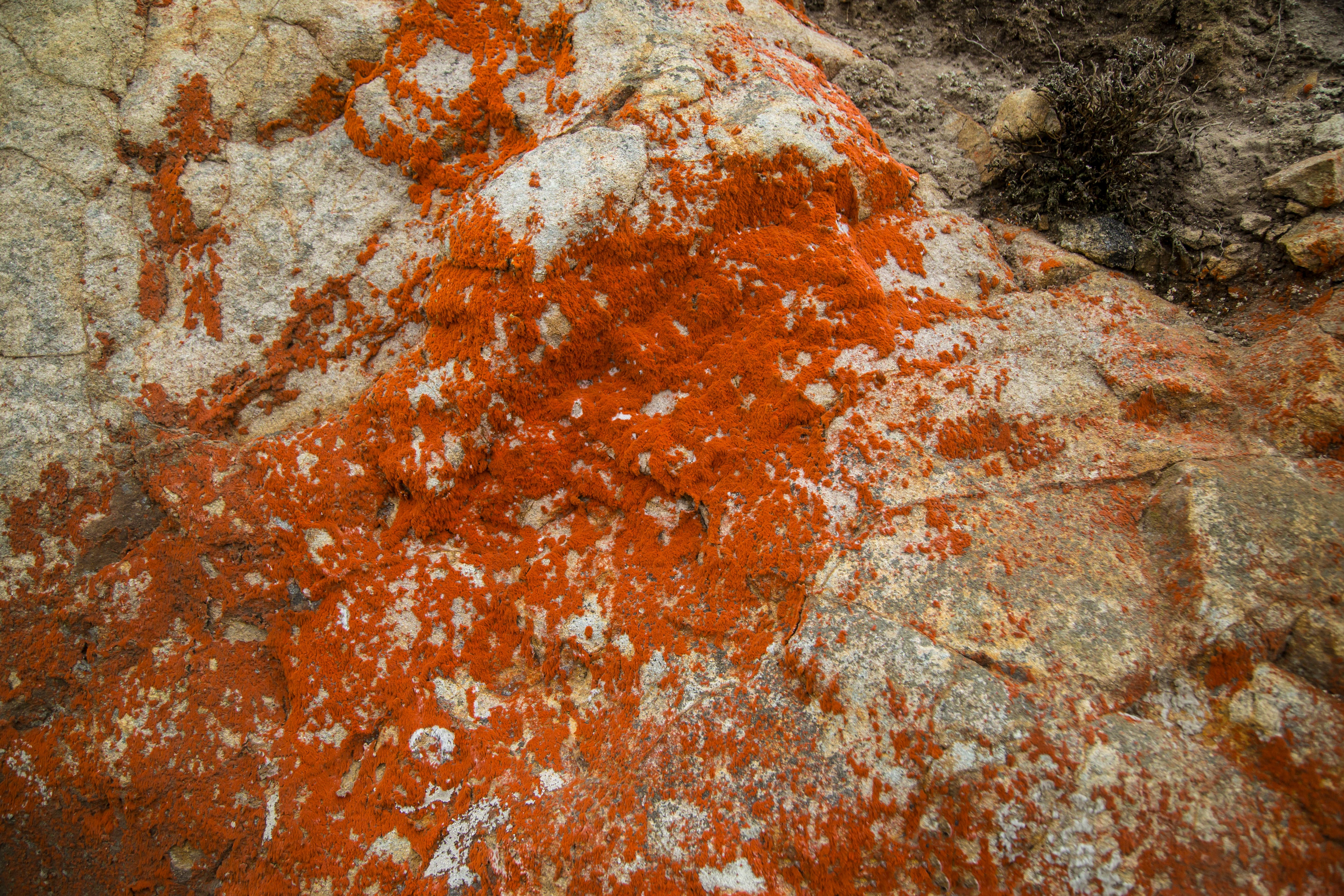 Vibrant Orange Lichens on Rocky Surface · Free Stock Photo