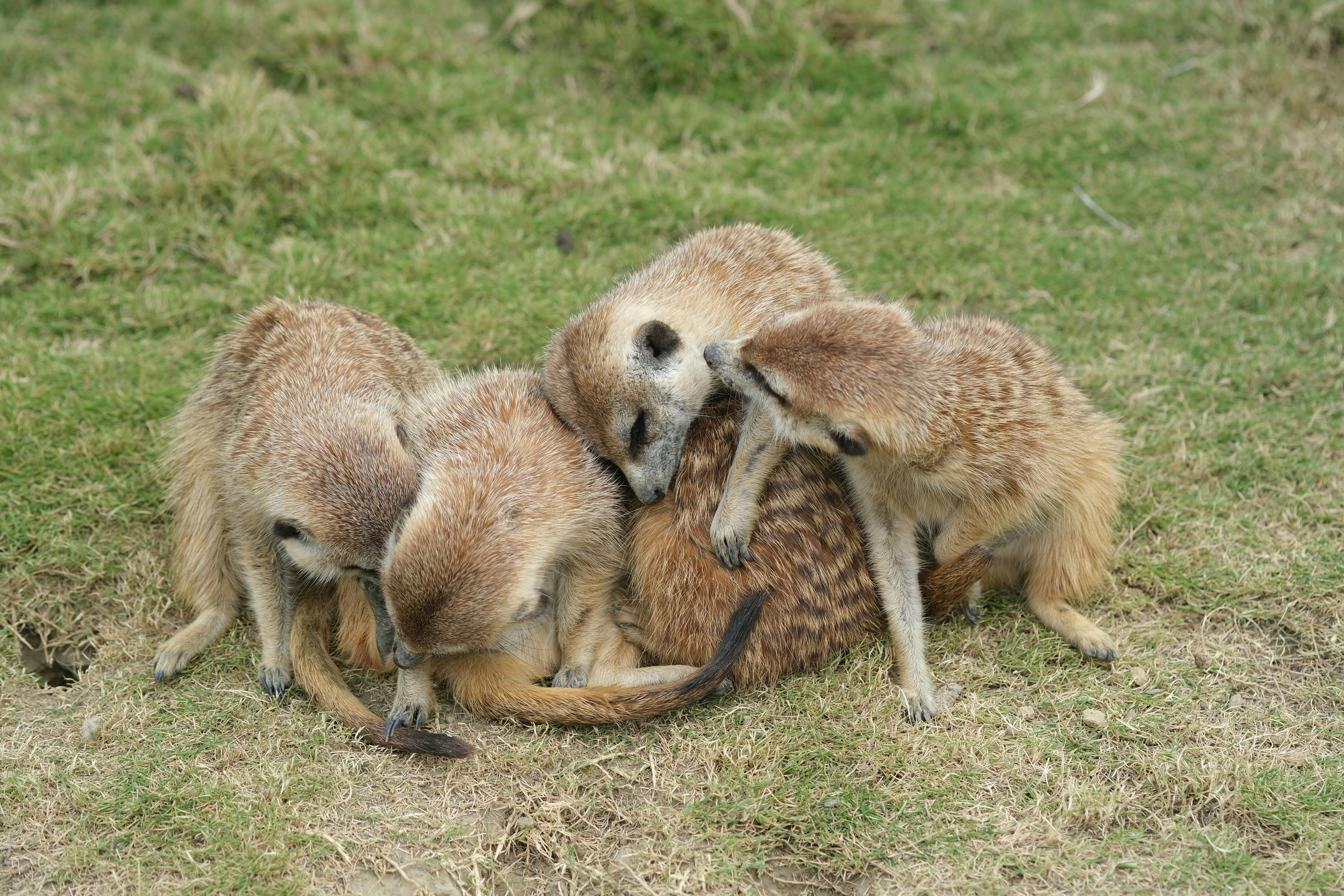 A group of meerkats huddles together on a grassy field, displaying affectionate behavior.