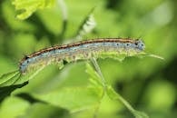 绿叶上停着一只色彩缤纷的毛毛虫，特写镜头展现了大自然的美丽