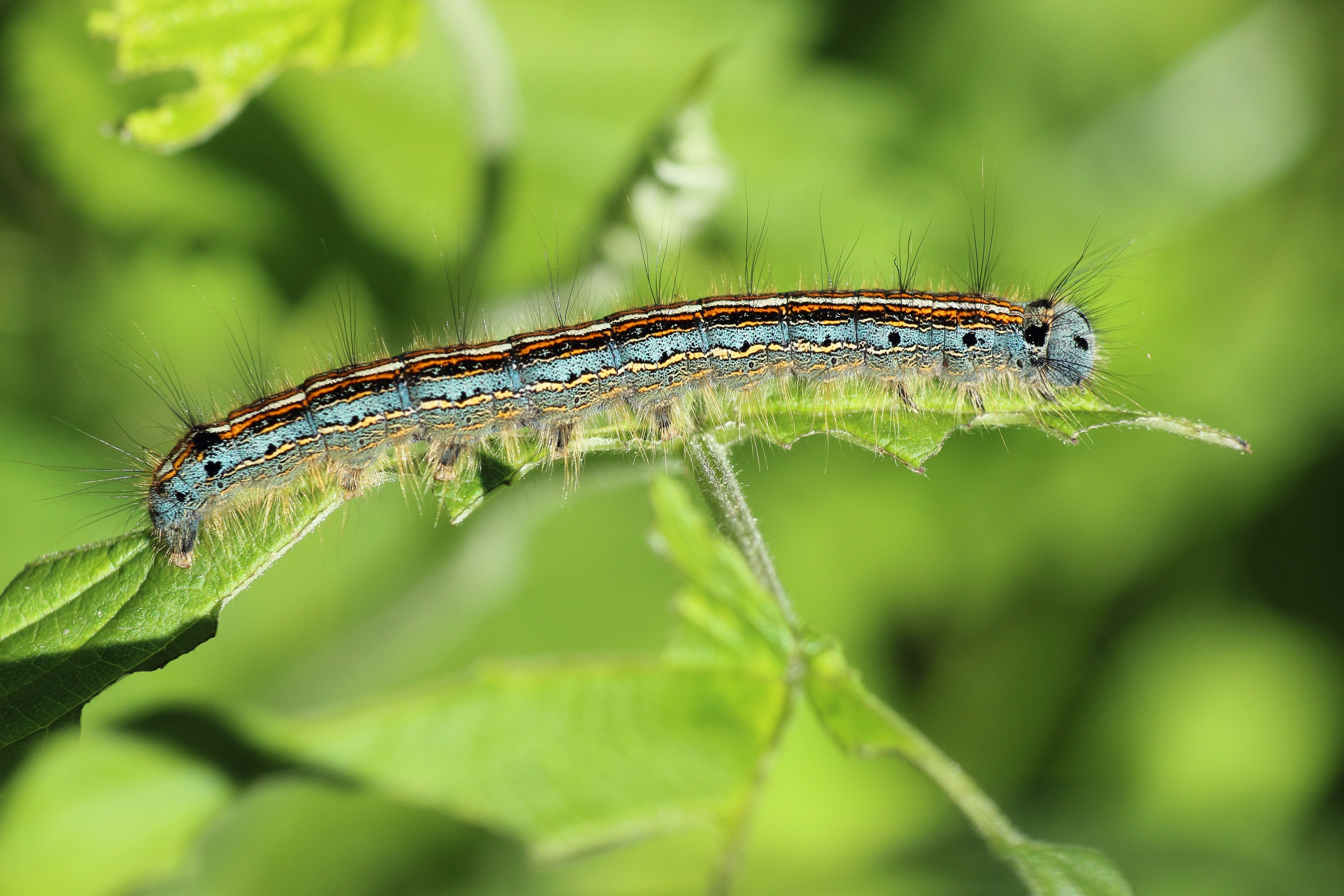 Green Black and Brown Caterpillar · Free Stock Photo
