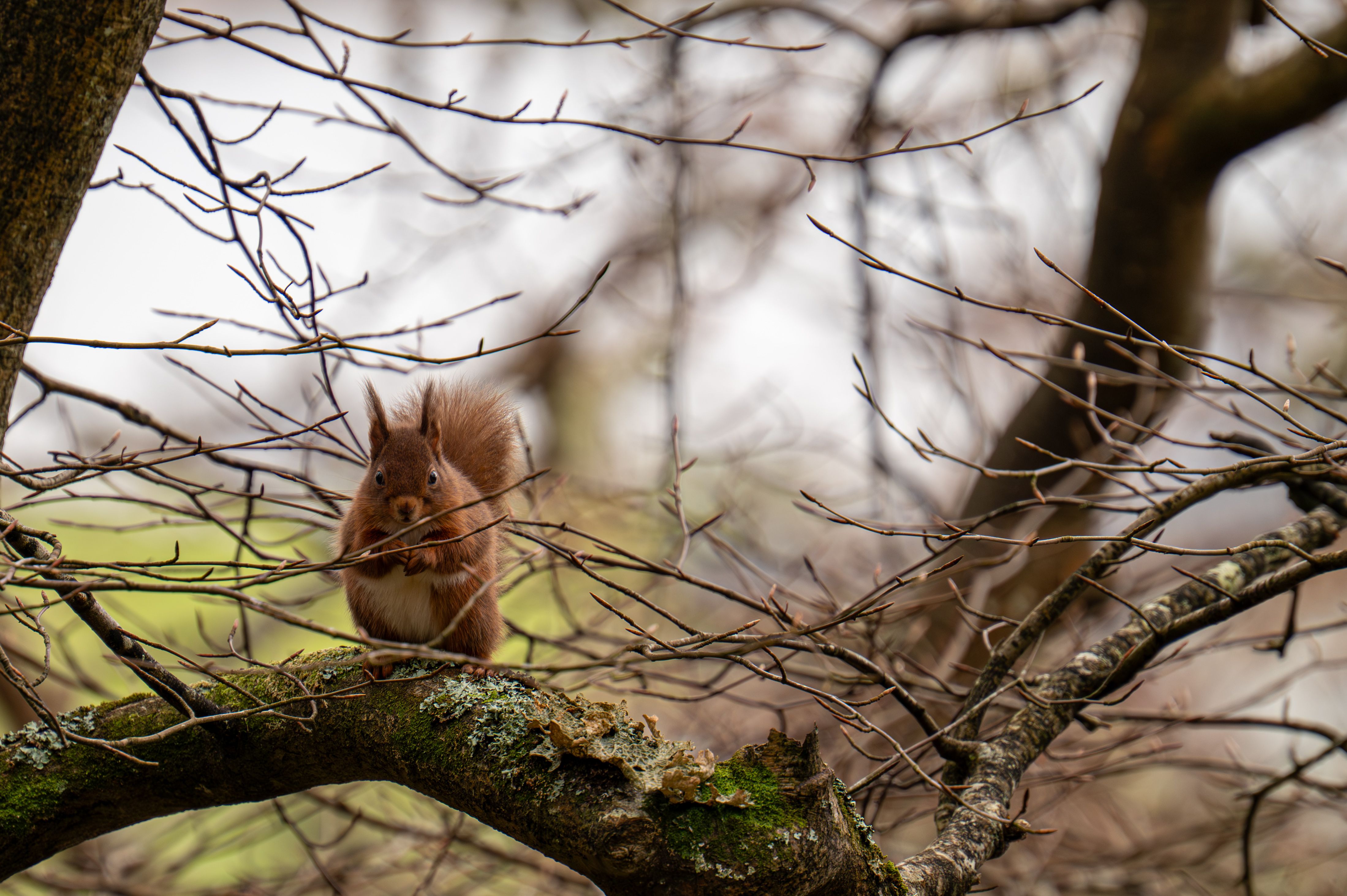 Red Squirrel on A Mossy Tree Branch in Early Spring · Free Stock Photo