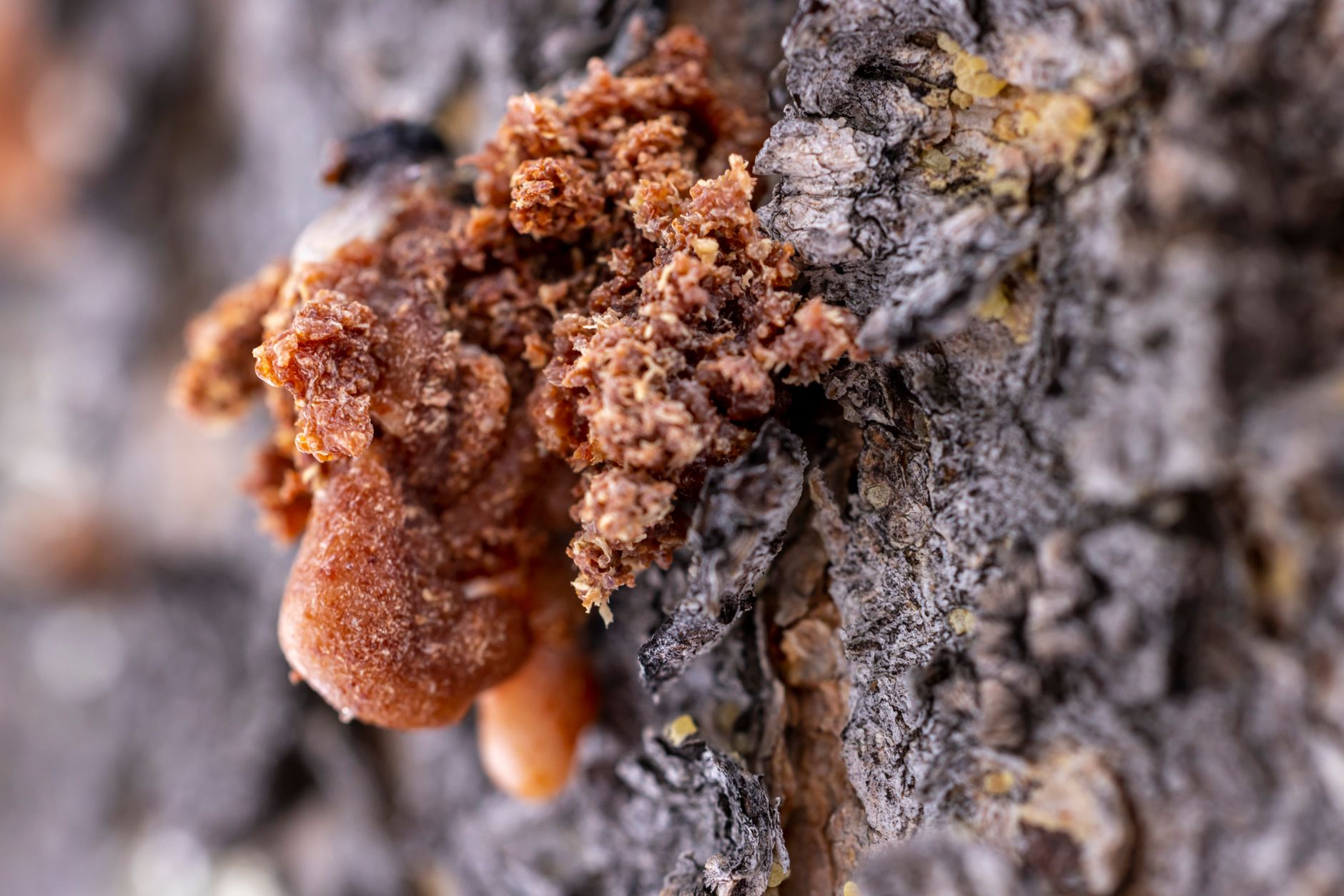 Detailed macro shot of amber resin oozing from rough tree bark, capturing texture.