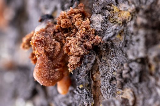 Detailed macro shot of amber resin oozing from rough tree bark, capturing texture.