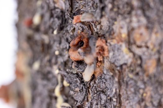 Detailed macro of tree bark with sap oozing, capturing texture and color.