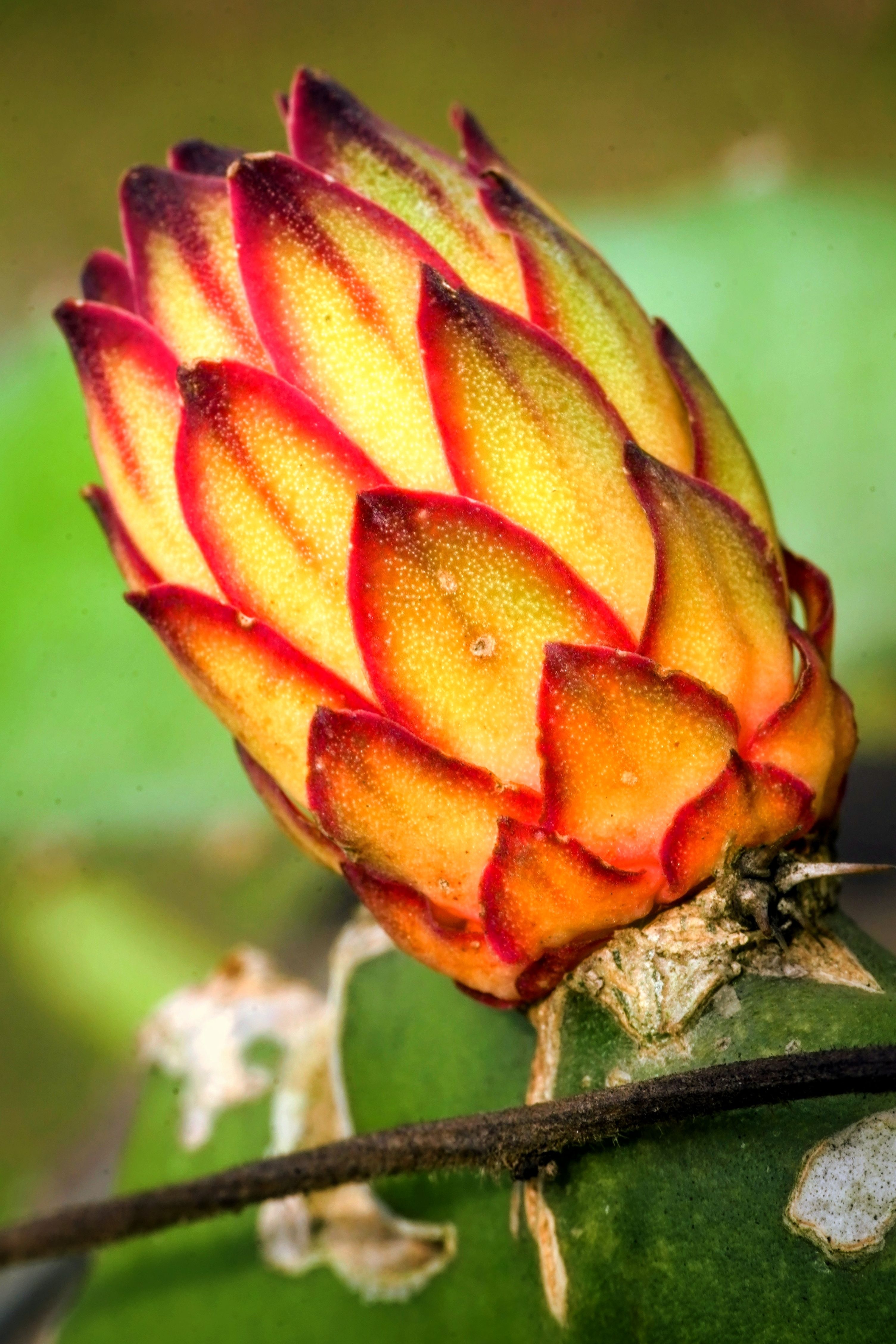 Vibrant Bloom of Heliconia Flower in Java · Free Stock Photo