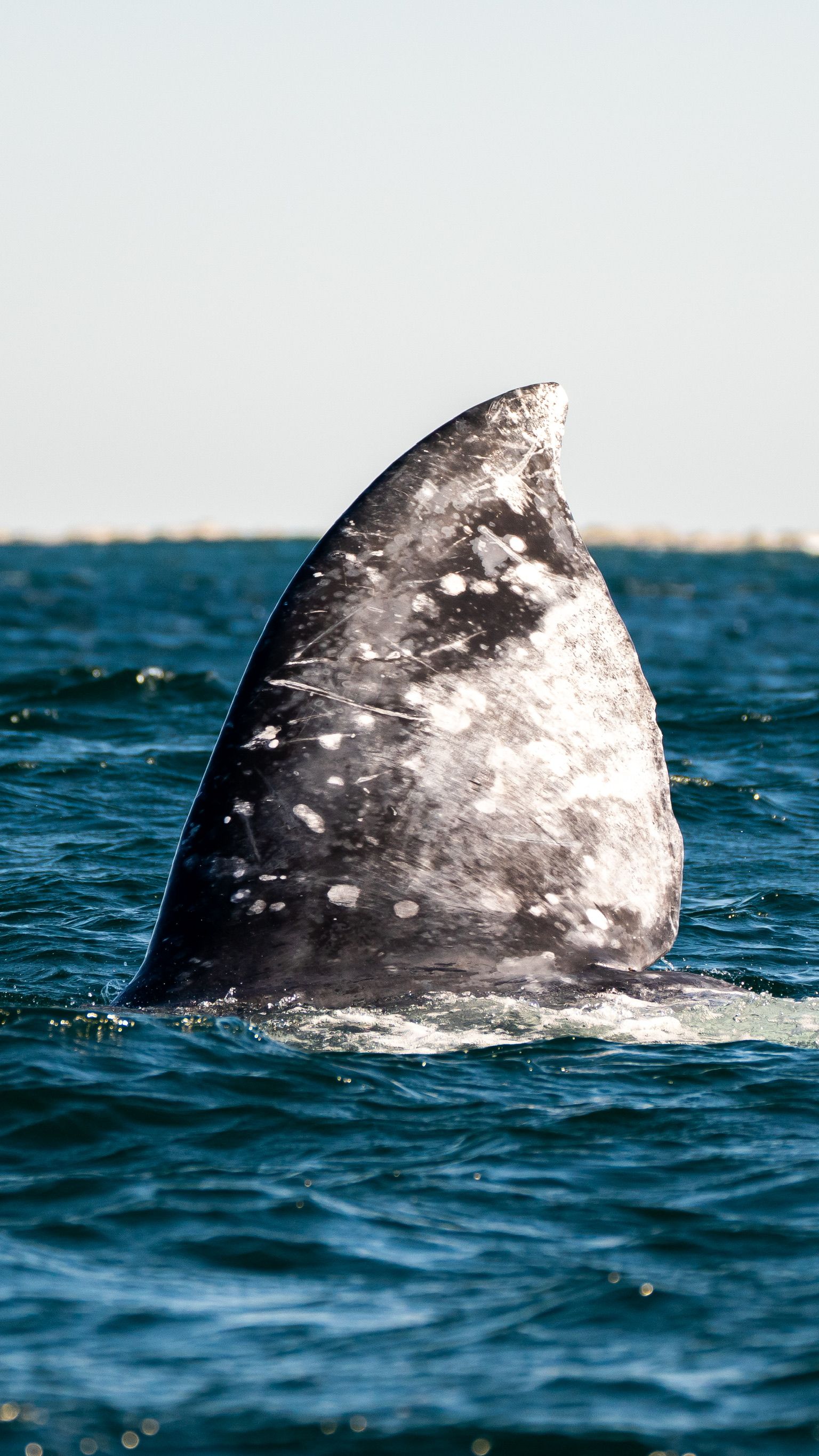 Graceful Gray Whale Fin Rising from Ocean Surface · Free Stock Photo