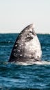 Graceful Gray Whale Fin Rising from Ocean Surface