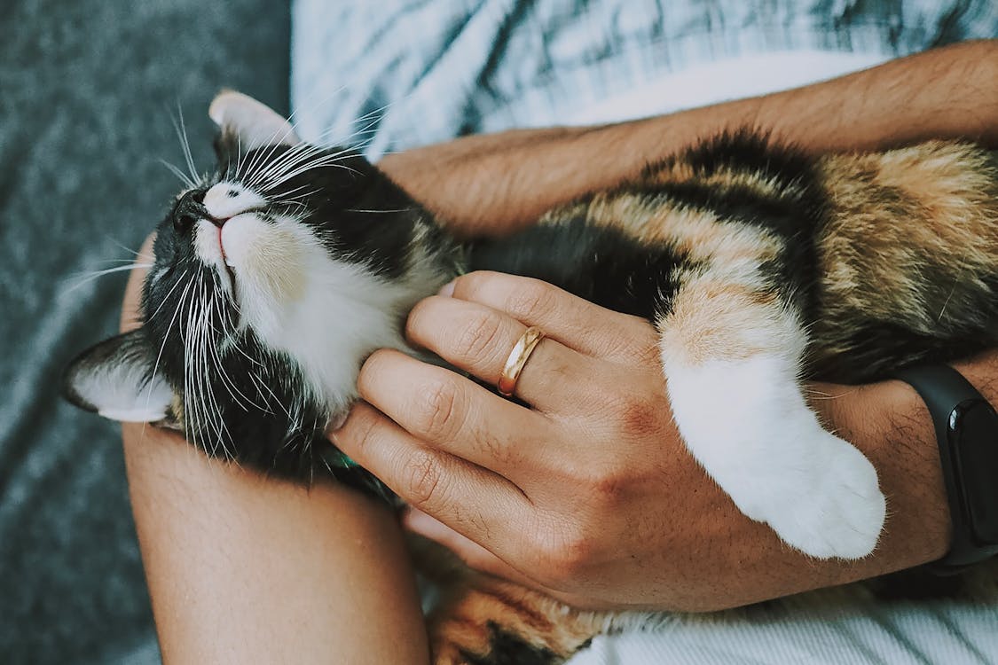Free stock photo of care, cat, furry