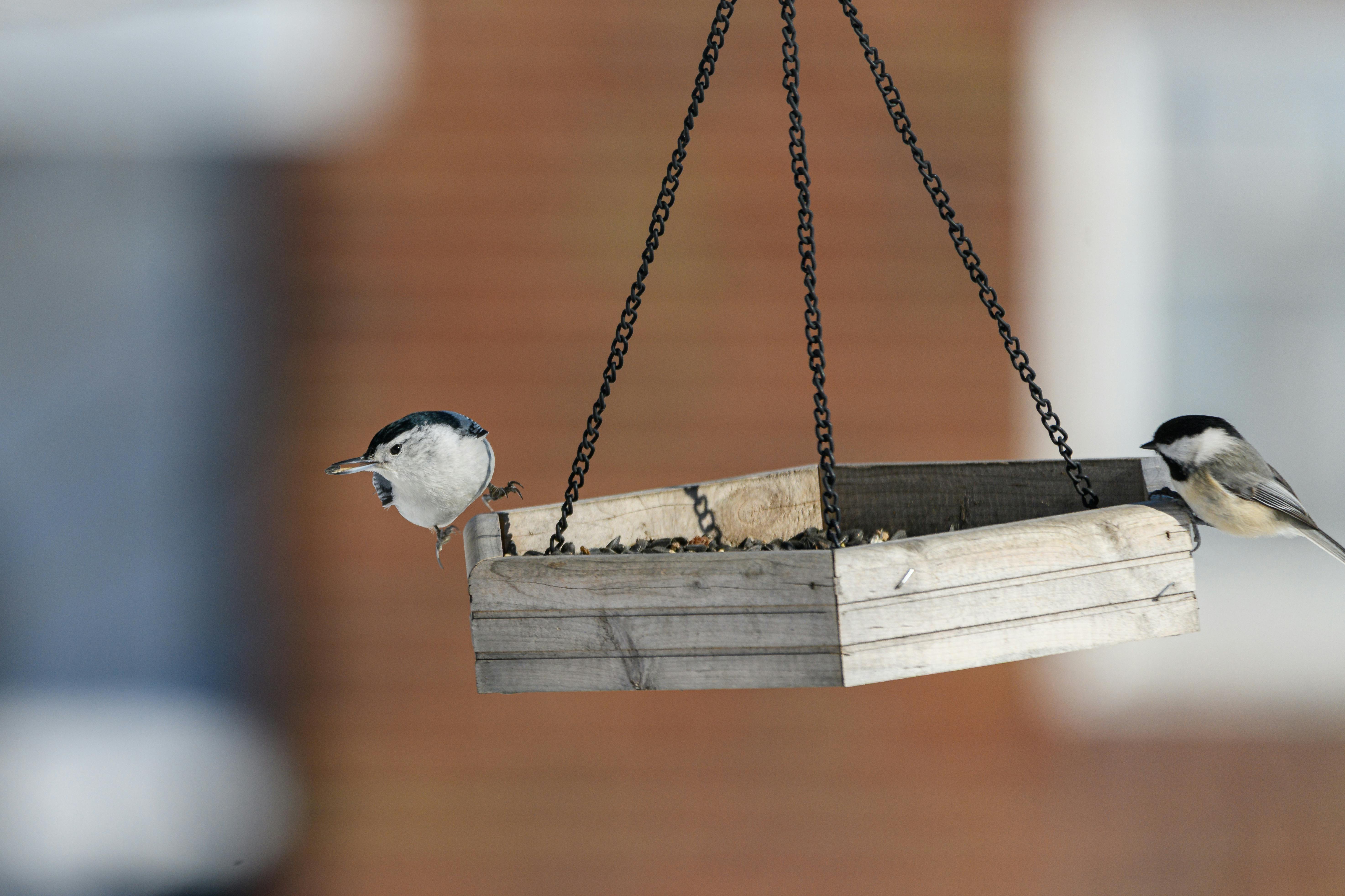 Black-capped chickadees perched on a rustic wooden bird feeder outdoors.