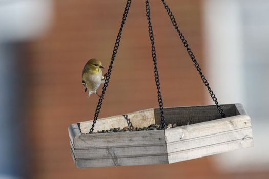 House finch perched on a wooden bird feeder outdoors in Canonsburg, Pennsylvania.