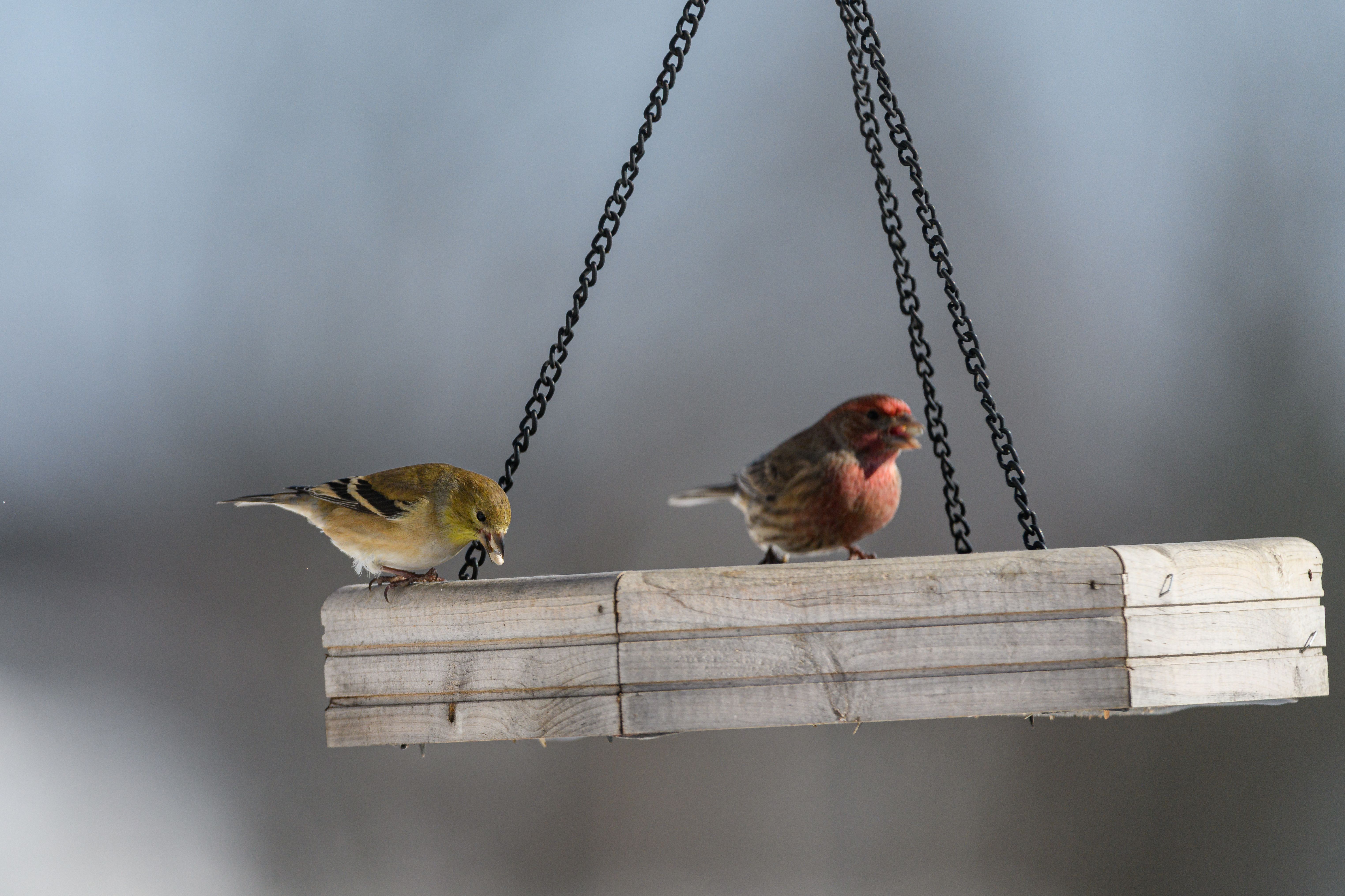 Two birds on a wooden bird feeder during winter in Canonsburg, PA.