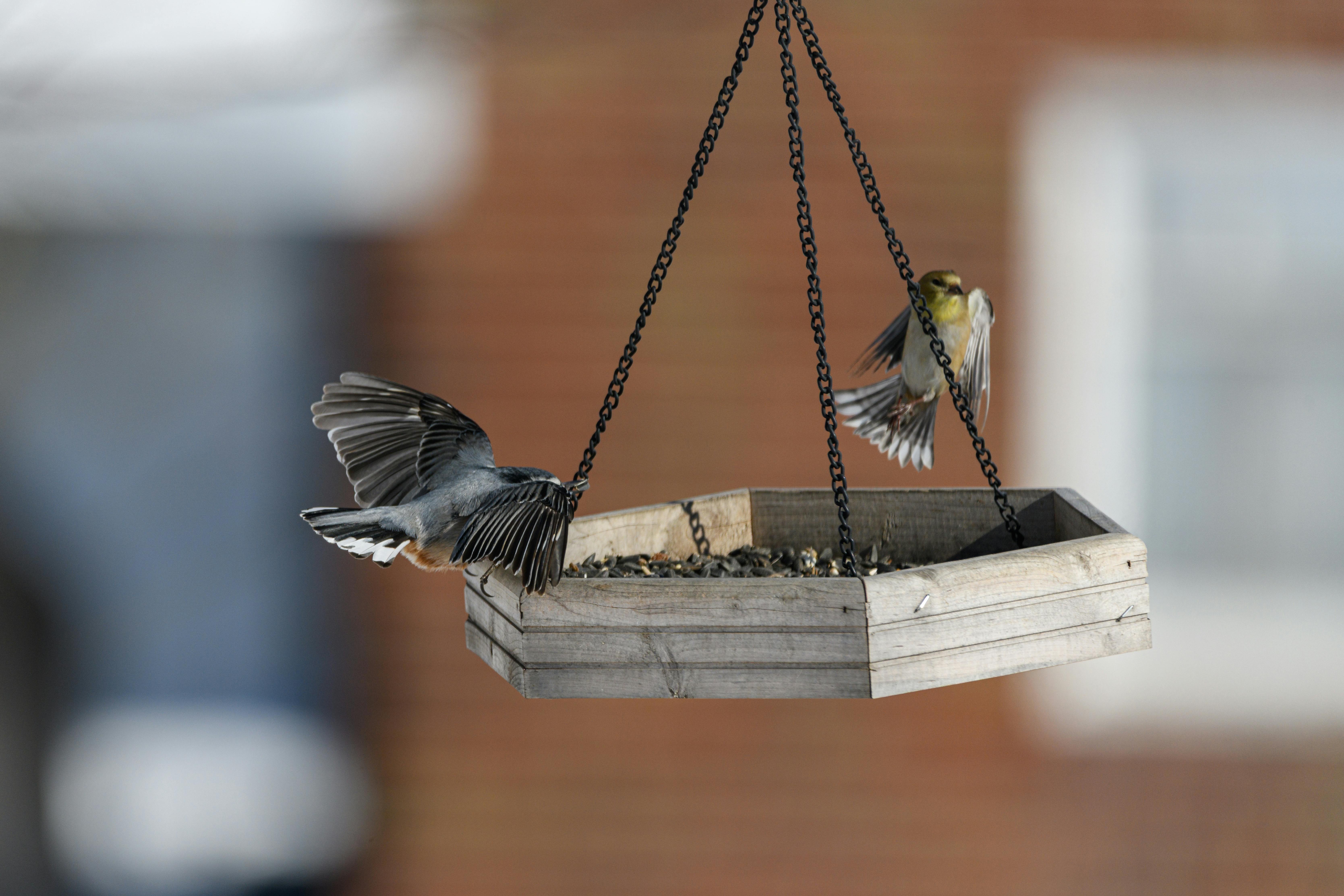 Tufted titmouse and house finch at a bird feeder outdoors in Pennsylvania.