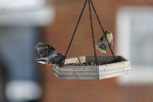 Tufted titmouse and house finch at a bird feeder outdoors in Pennsylvania.