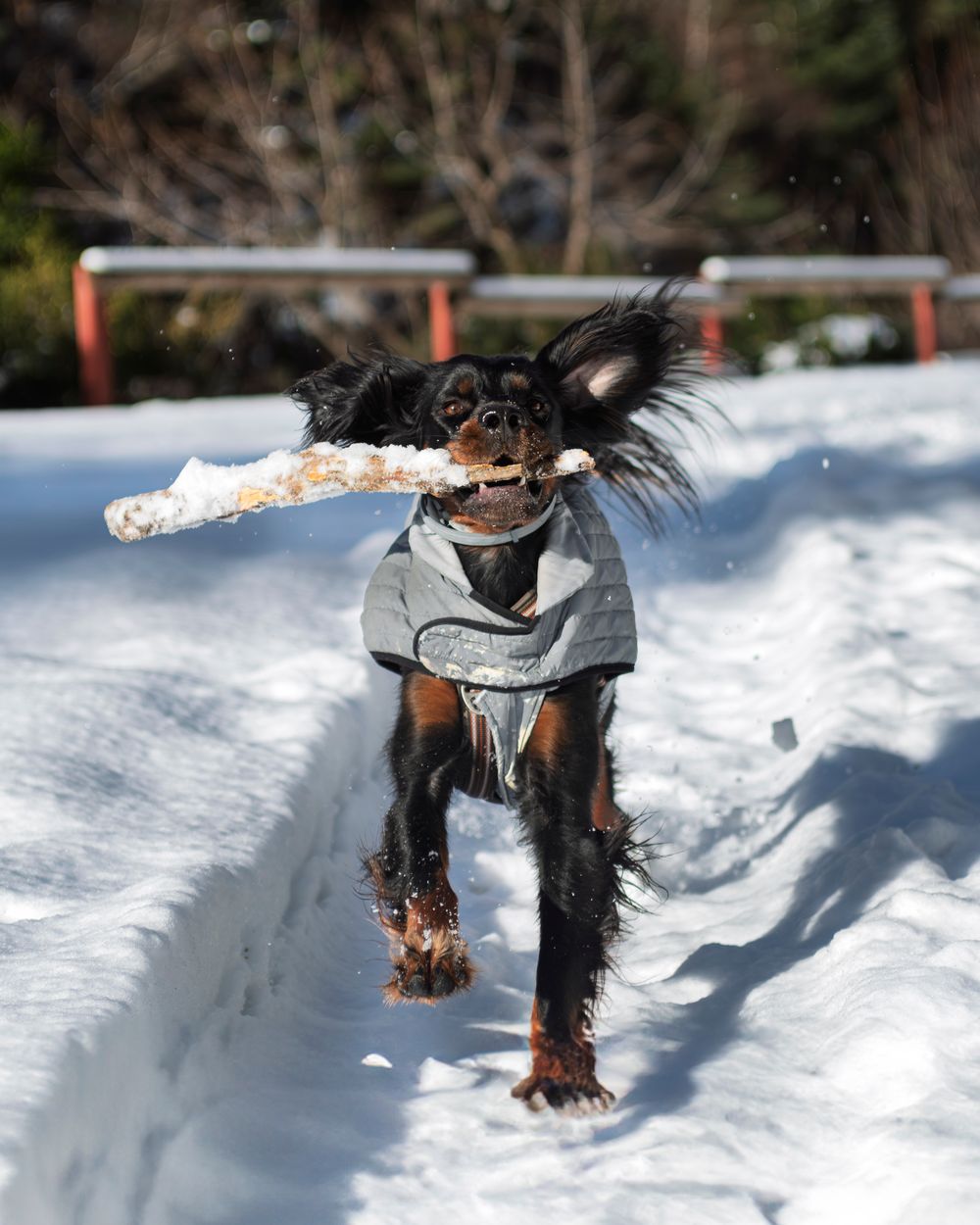 Perro con abrigo gris jugando con un palo en la nieve