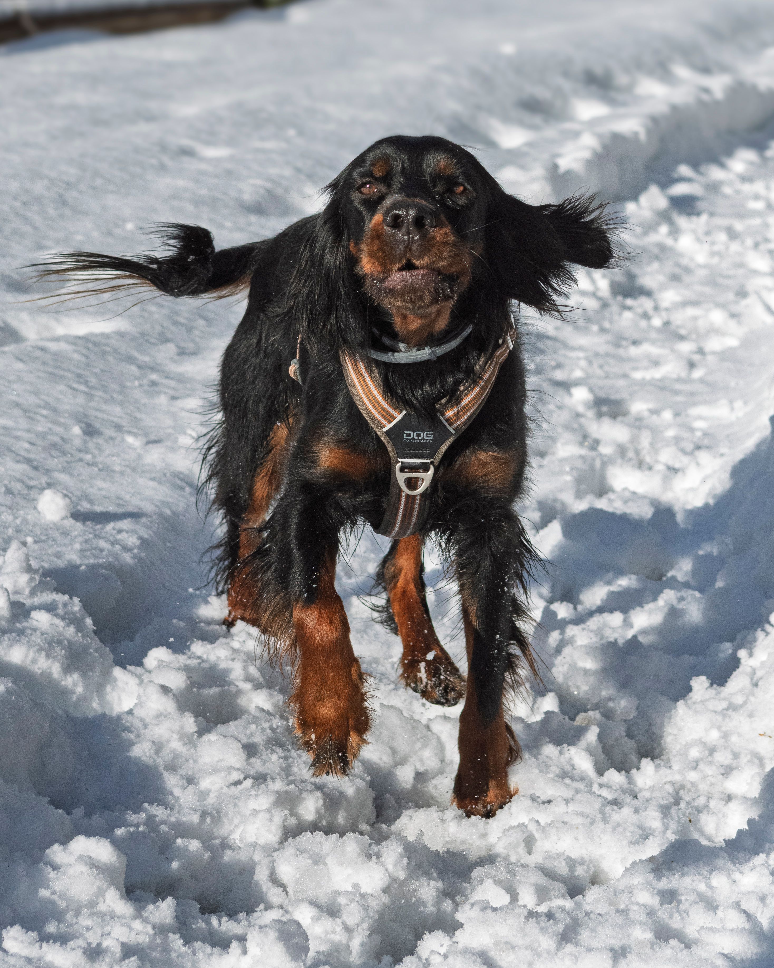 A playful dog runs energetically through a snow-covered path on a sunny winter day.