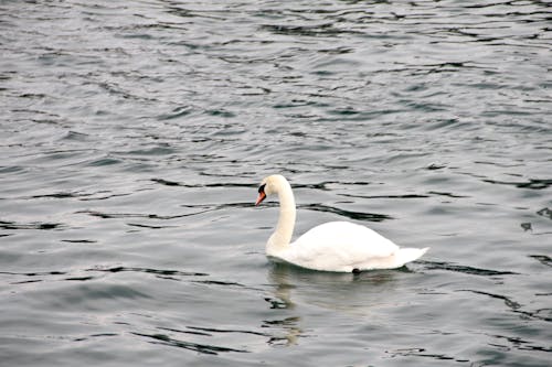 Free stock photo of swan lake, white swan