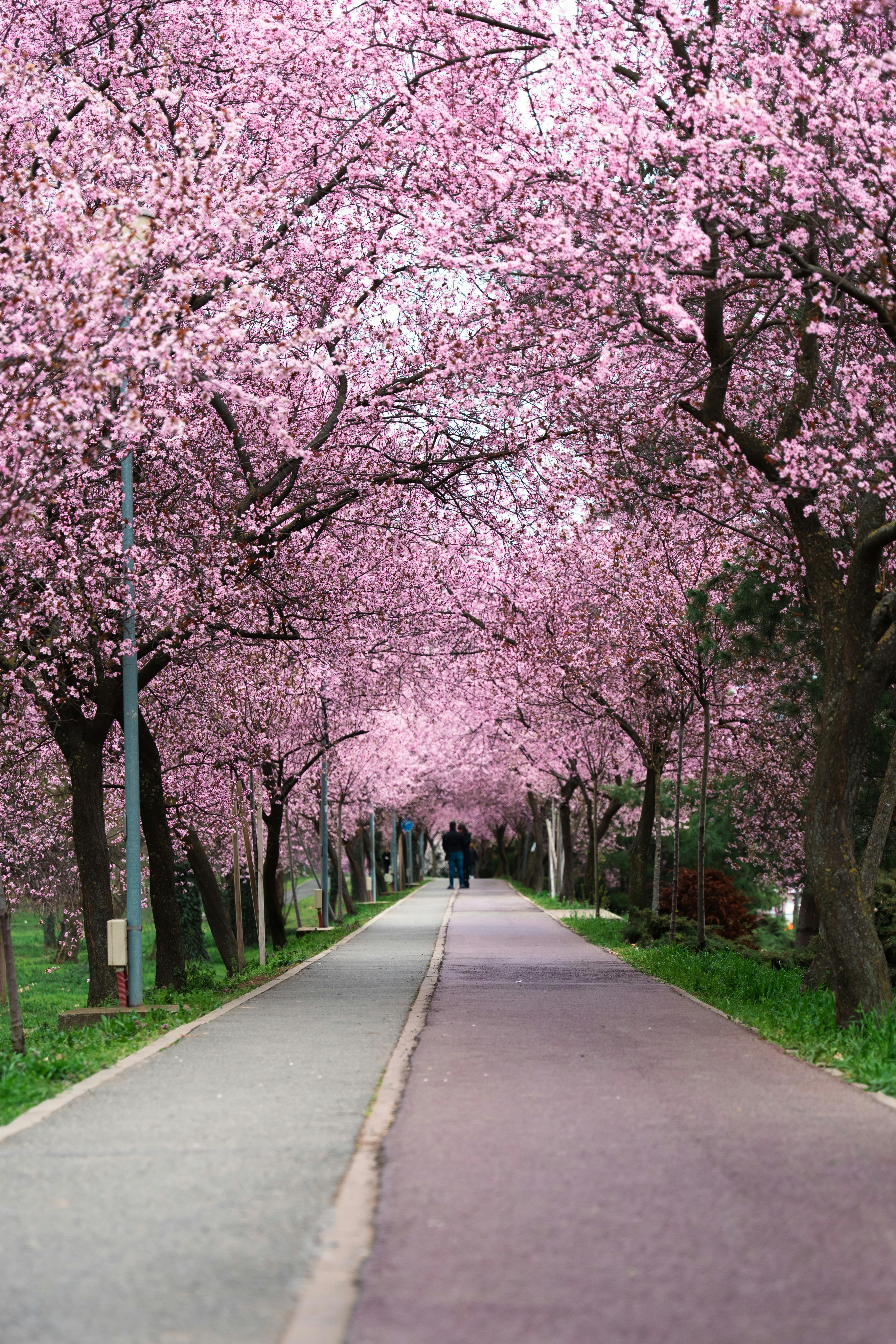 A picturesque spring pathway lined with blooming cherry blossoms, creating a romantic ambiance.