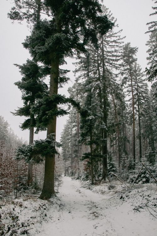Free Serene winter forest scene with towering snow-dusted evergreen trees lining a tranquil path. Stock Photo