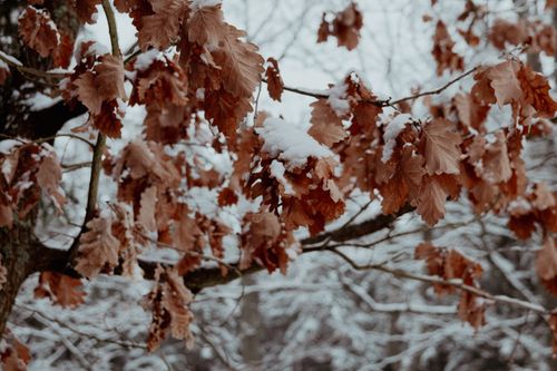 Free Close-up of brown leaves on a tree branch covered in snow, showcasing a winter scene. Stock Photo