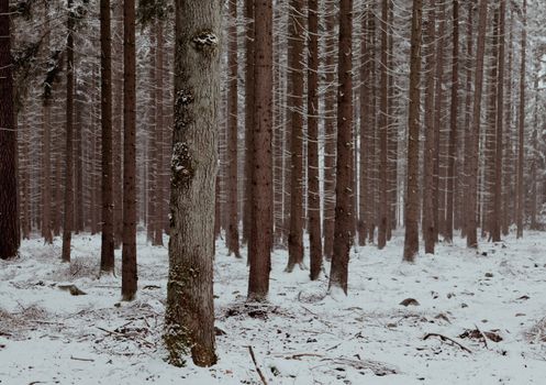 Peaceful forest scene with snow-covered ground and tall pine trees. Ideal for winter and nature themes.