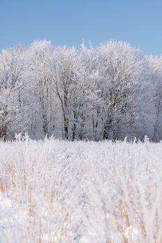 A serene winter landscape with frost-covered trees under a blue sky, perfect for seasonal and nature themes.