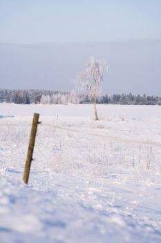 Beautiful winter scene featuring a frosted birch tree in a snowy field under a clear blue sky.