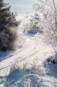 Tranquil snowy path with frost-covered trees under a bright blue sky. Ideal winter landscape for wallpapers.