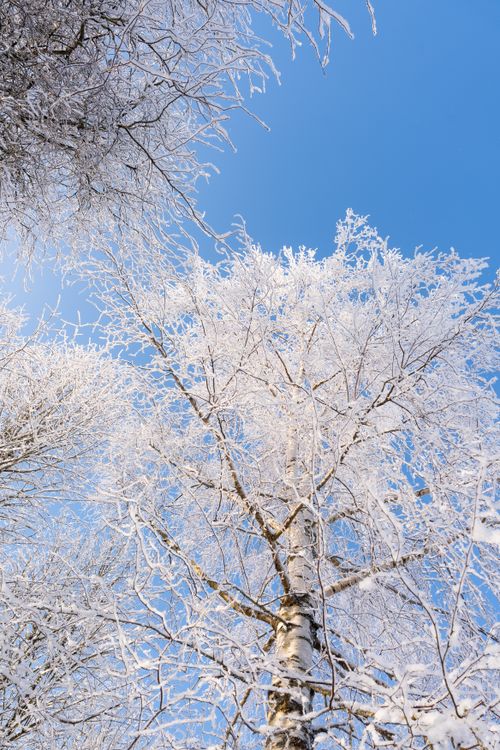 Free Captivating winter scene with frosty birch trees and a striking blue sky, perfect for seasonal backdrops. Stock Photo