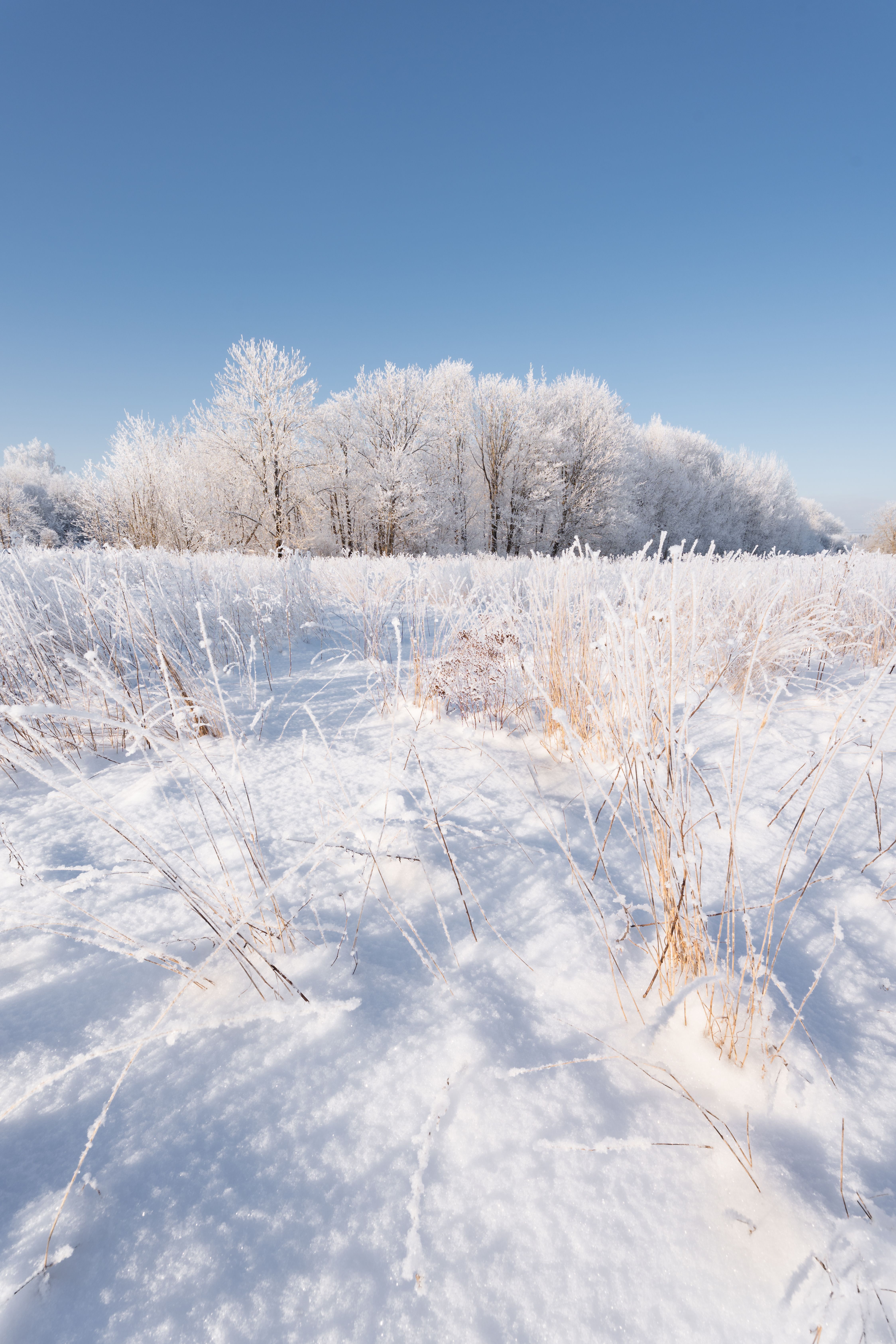 Winter Landscape with Frosted Trees in Sztum · Free Stock Photo