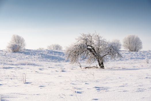 Serene winter landscape in Estonia with frosted trees and a clear blue sky.