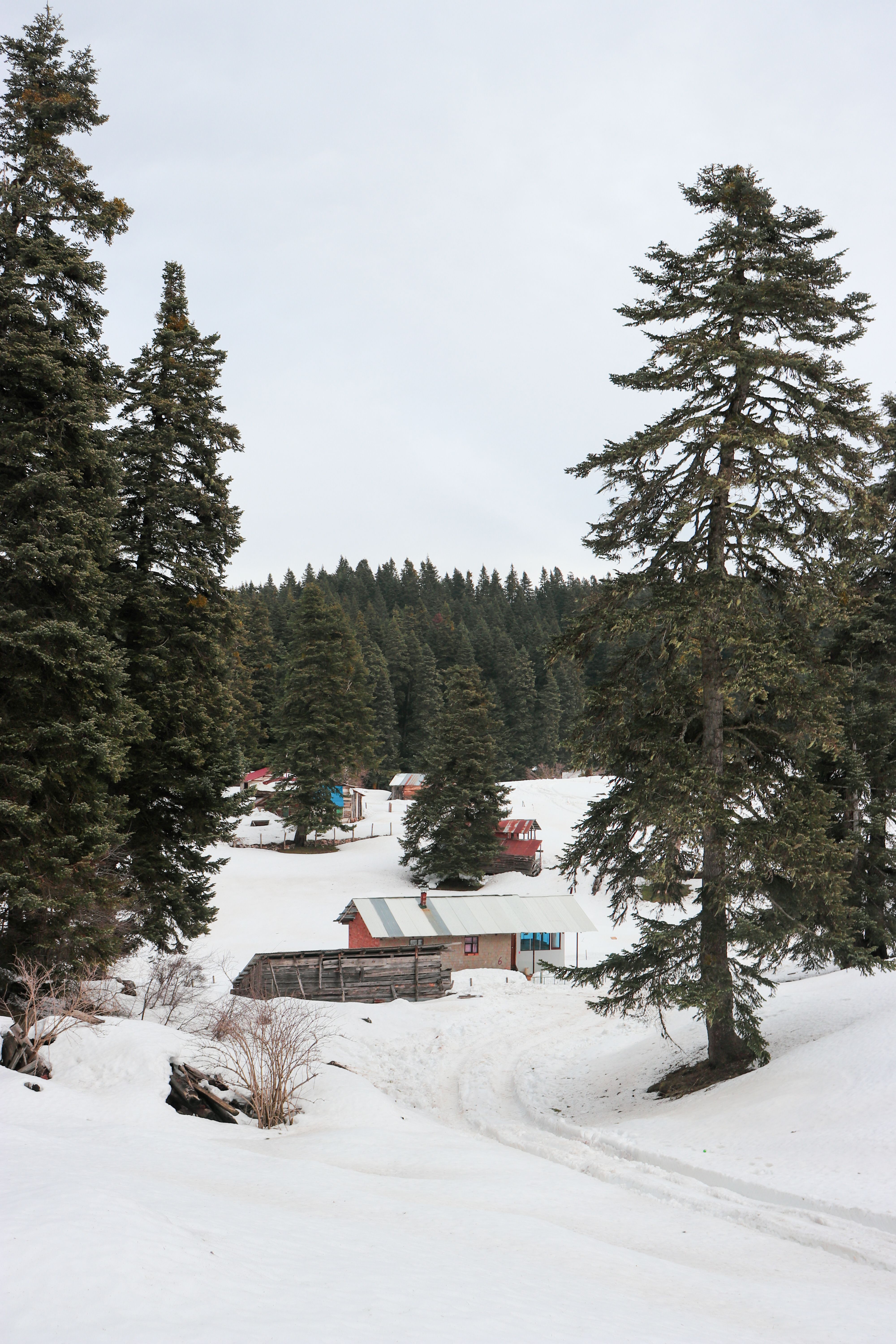 A picturesque winter village scene with snow-covered trees and cabins nestled in a snowy forest.