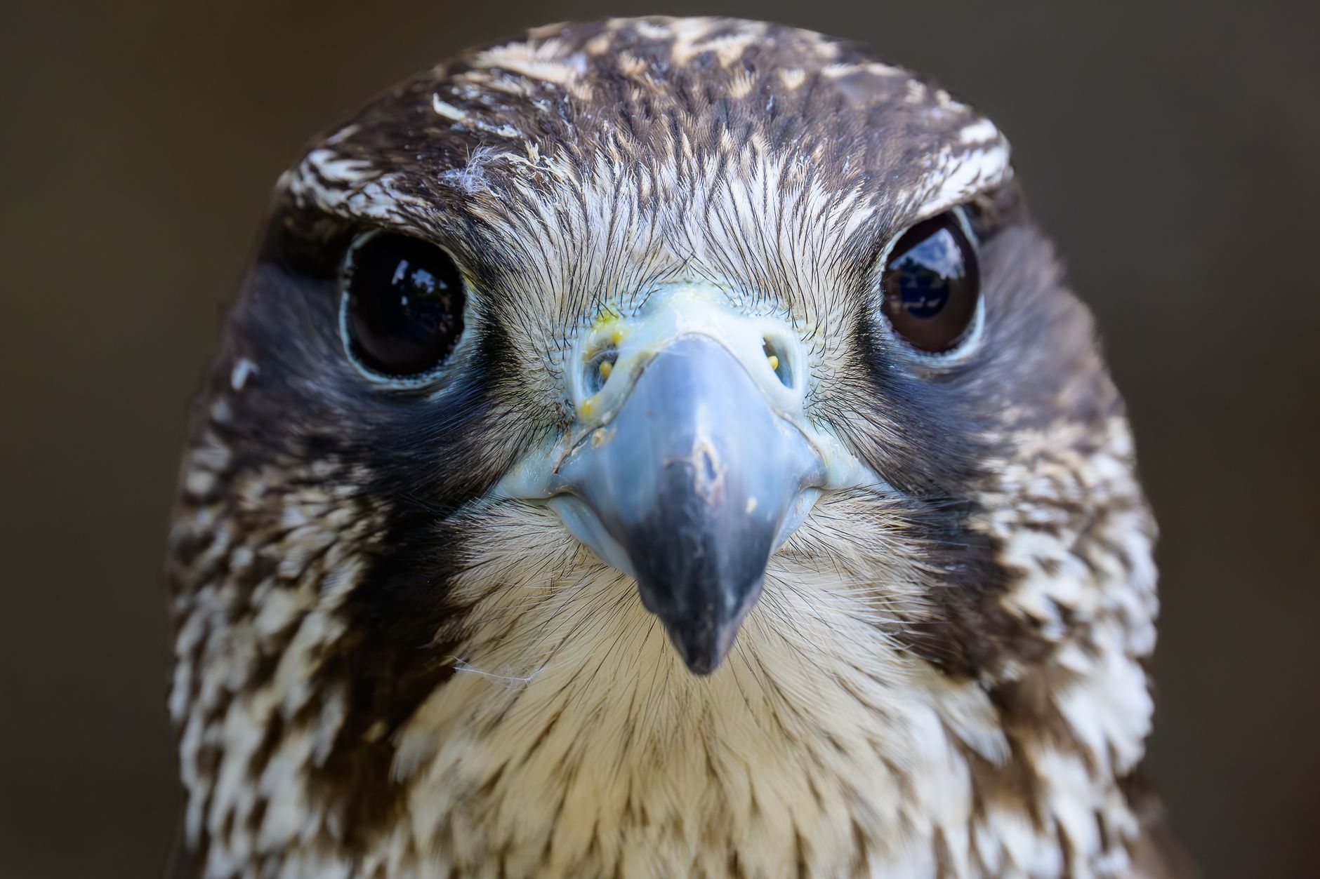 Detailed close-up of a peregrine falcon's face showcasing its intense gaze and intricate feather patterns.