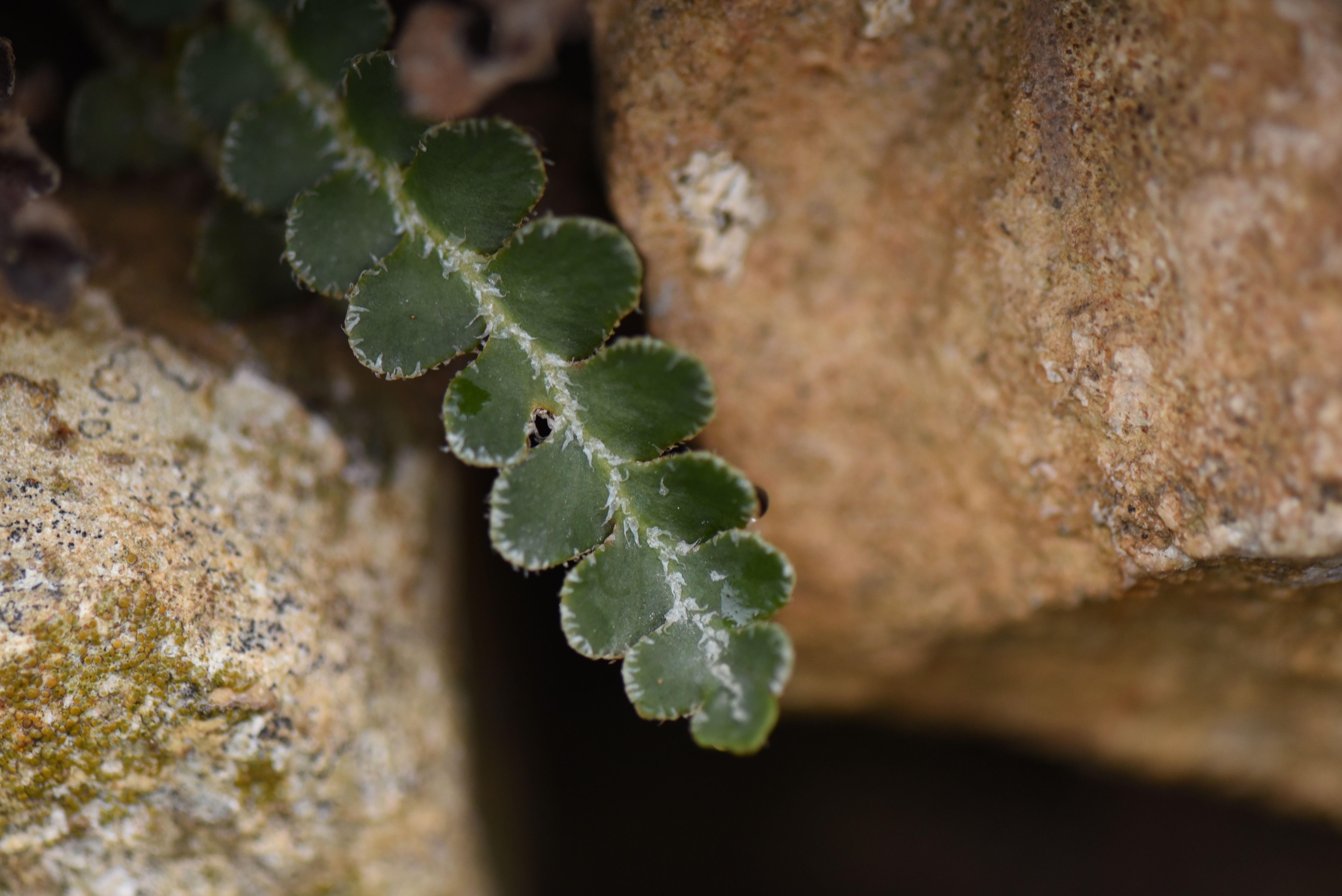 Marcgravia rectifolia