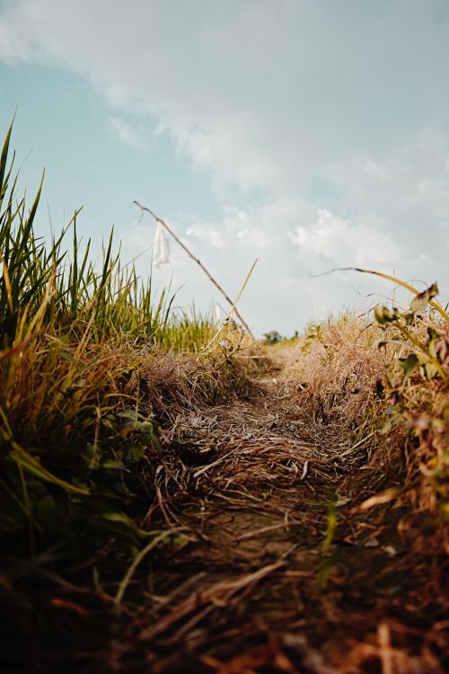 Free stock photo of alappuzha, farm, india Stock Photo