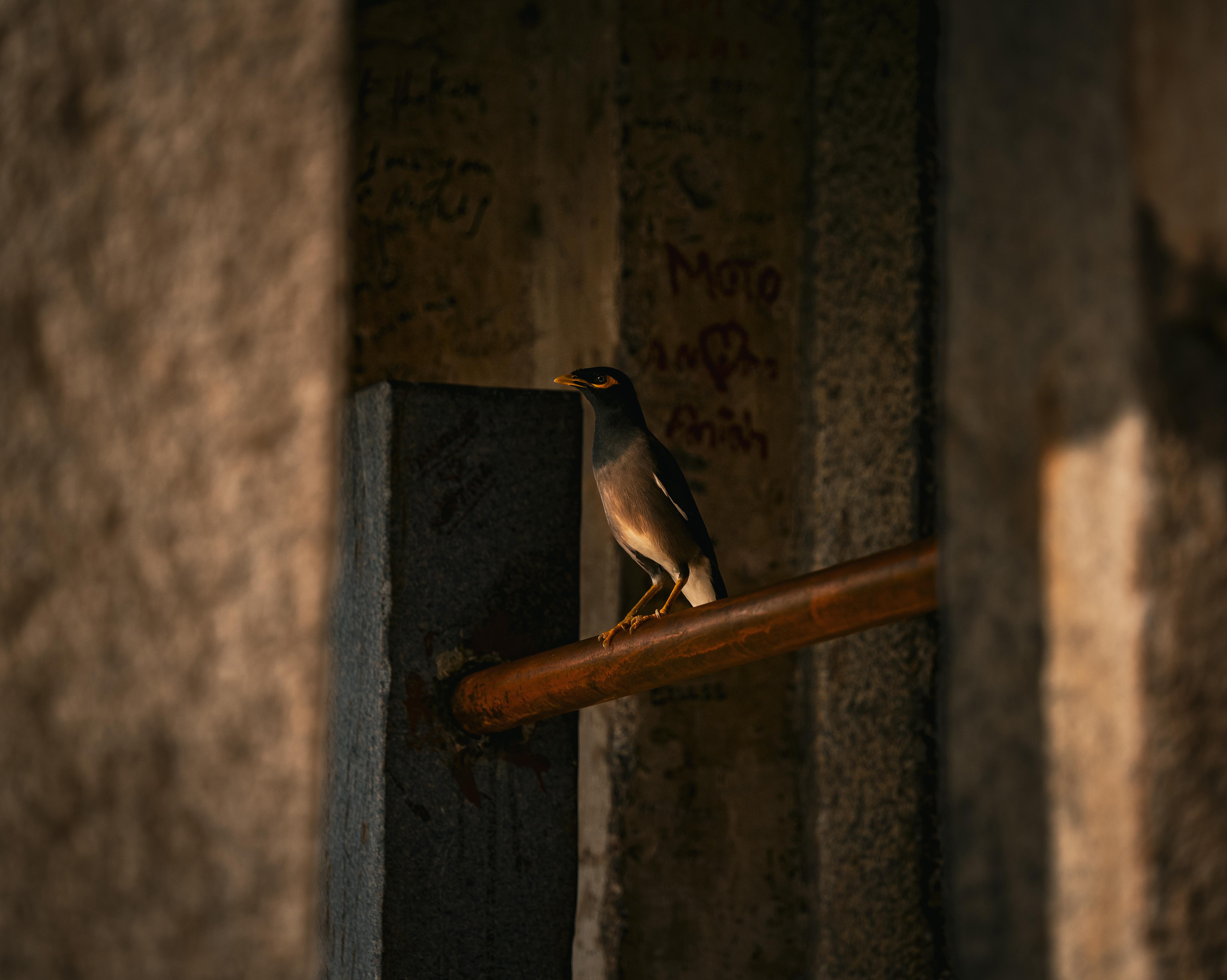 Kostenlos Ein Vogel sitzt auf einem Rohr inmitten rustikaler Steinmauern und fängt einen friedvollen Moment in Indien ein. Stock-Foto