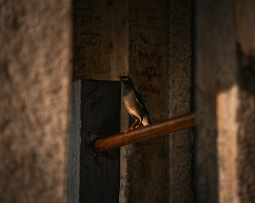Free A bird perched on a pipe amidst rustic stone walls, capturing a serene moment in India. Stock Photo
