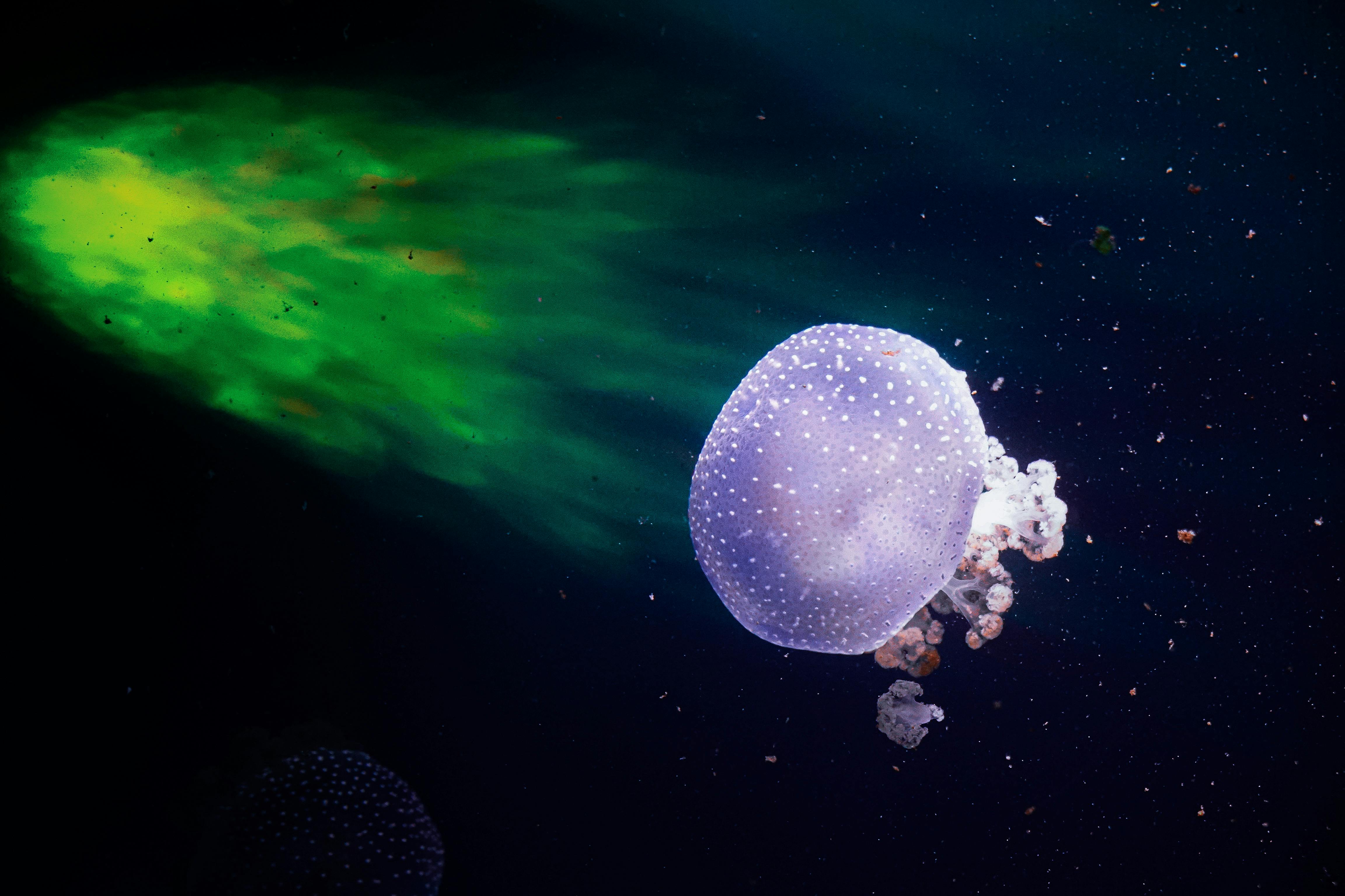 Deep-Sea Microbes Devour Plastic at Extreme Pressure