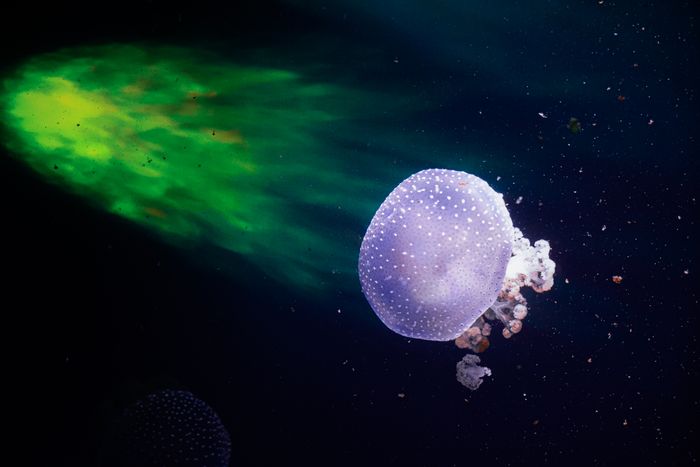 Deep-Sea Microbes Devour Plastic at Extreme Pressure