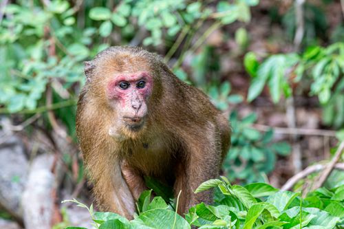 Free Close-up of a stump-tailed macaque (Macaca arctoides) in lush Thailand rainforest. Stock Photo